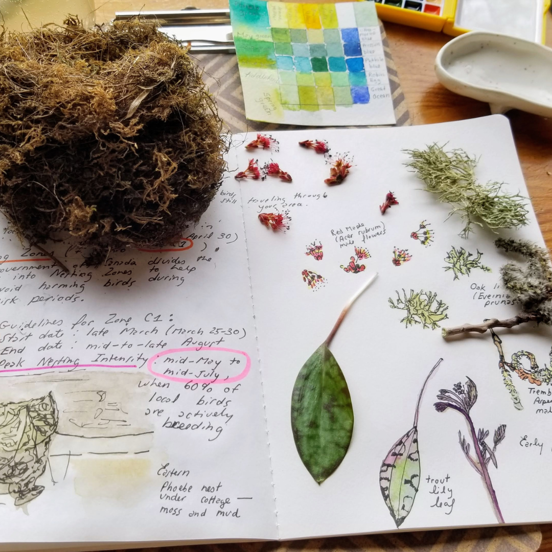 Nature journal with spring sketches, watercolour colour studies, gathered lichens, flowers, leaves, and a bird nest arranged across open pages.