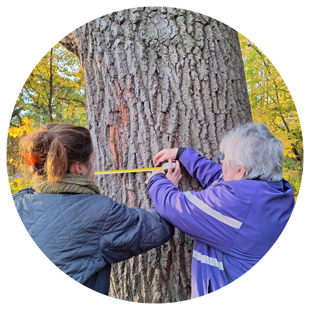 Two people measuring the circumference of a large oak tree with a tape measure to estimate its age.