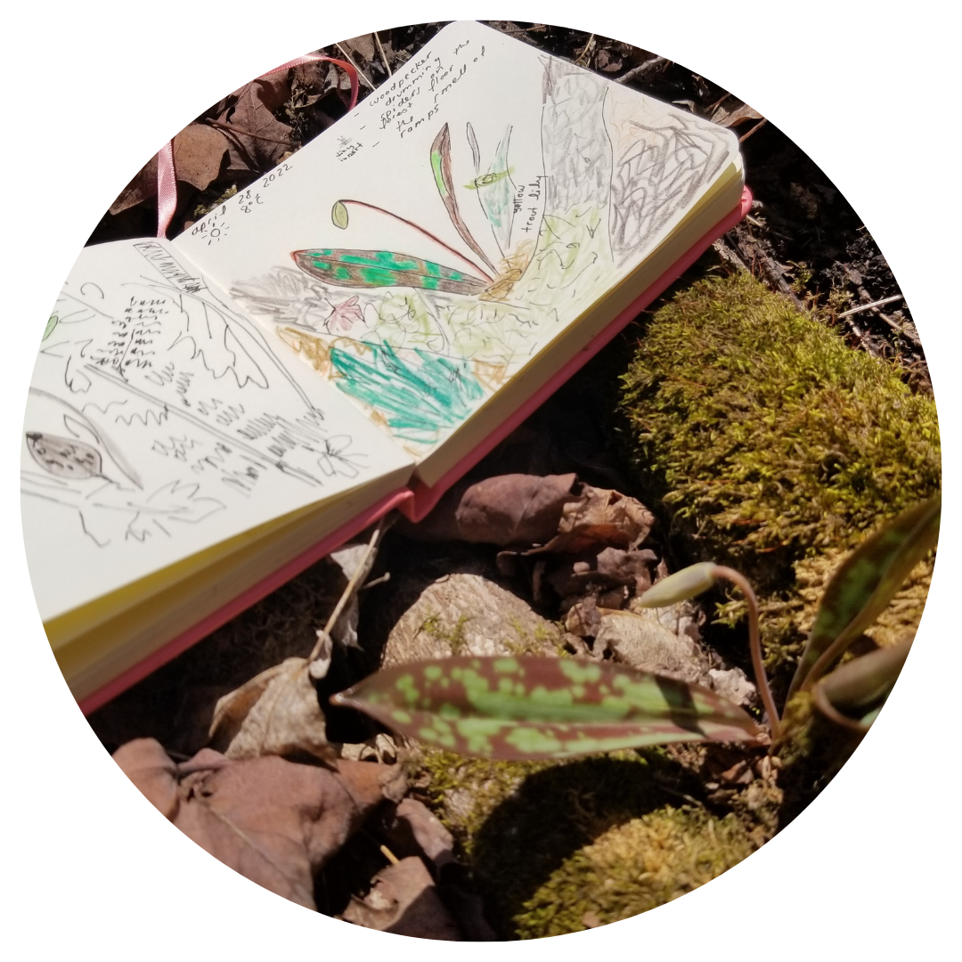 Open sketchbook with spring wildflower observations during outdoor nature journaling in High Park woodland