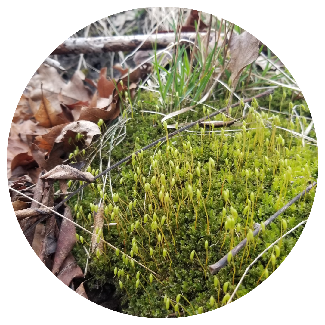 Bright green spring moss with sporophytes emerging in the Black Oak Savannah in High Park, Toronto
