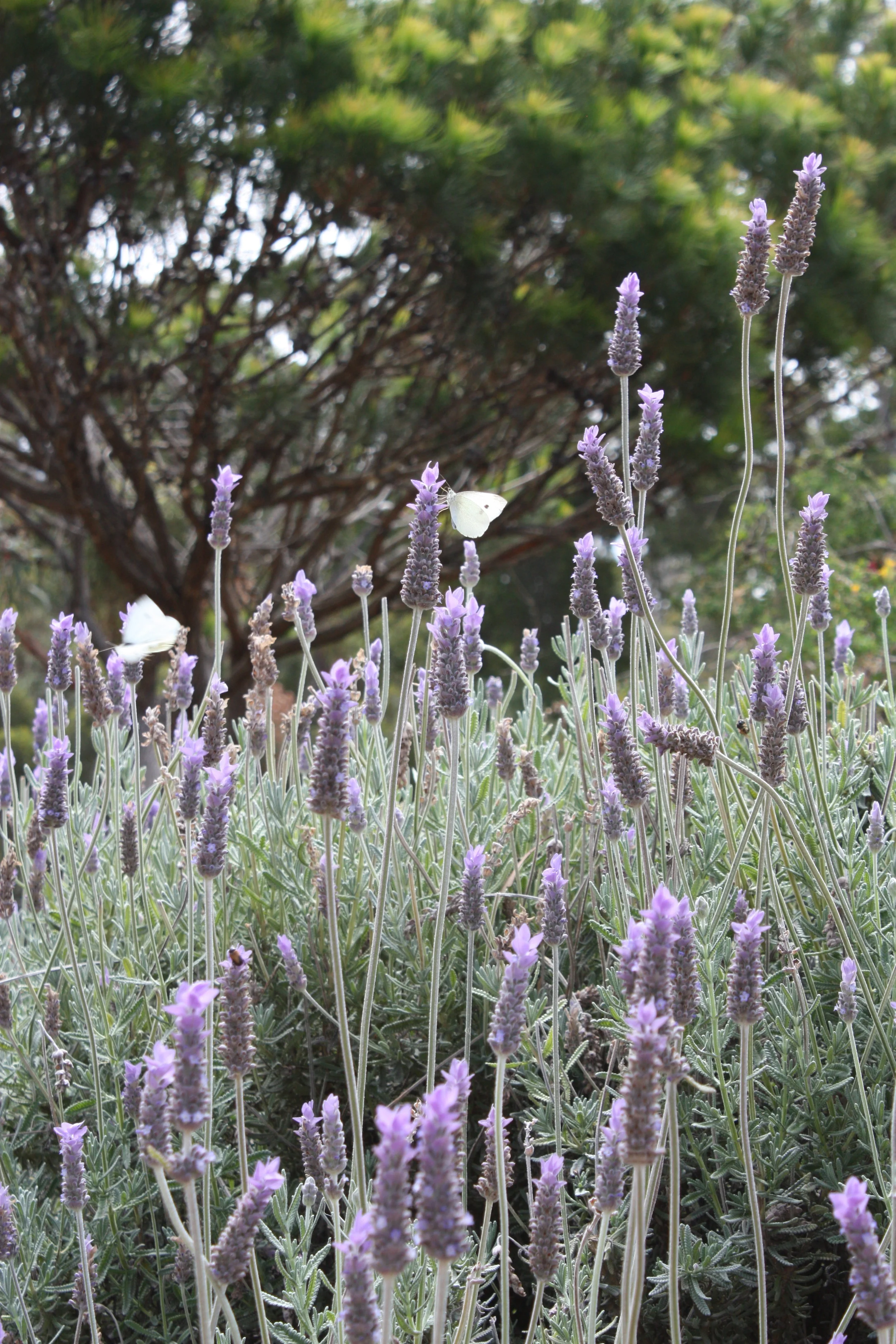  Witts End South - Garden 