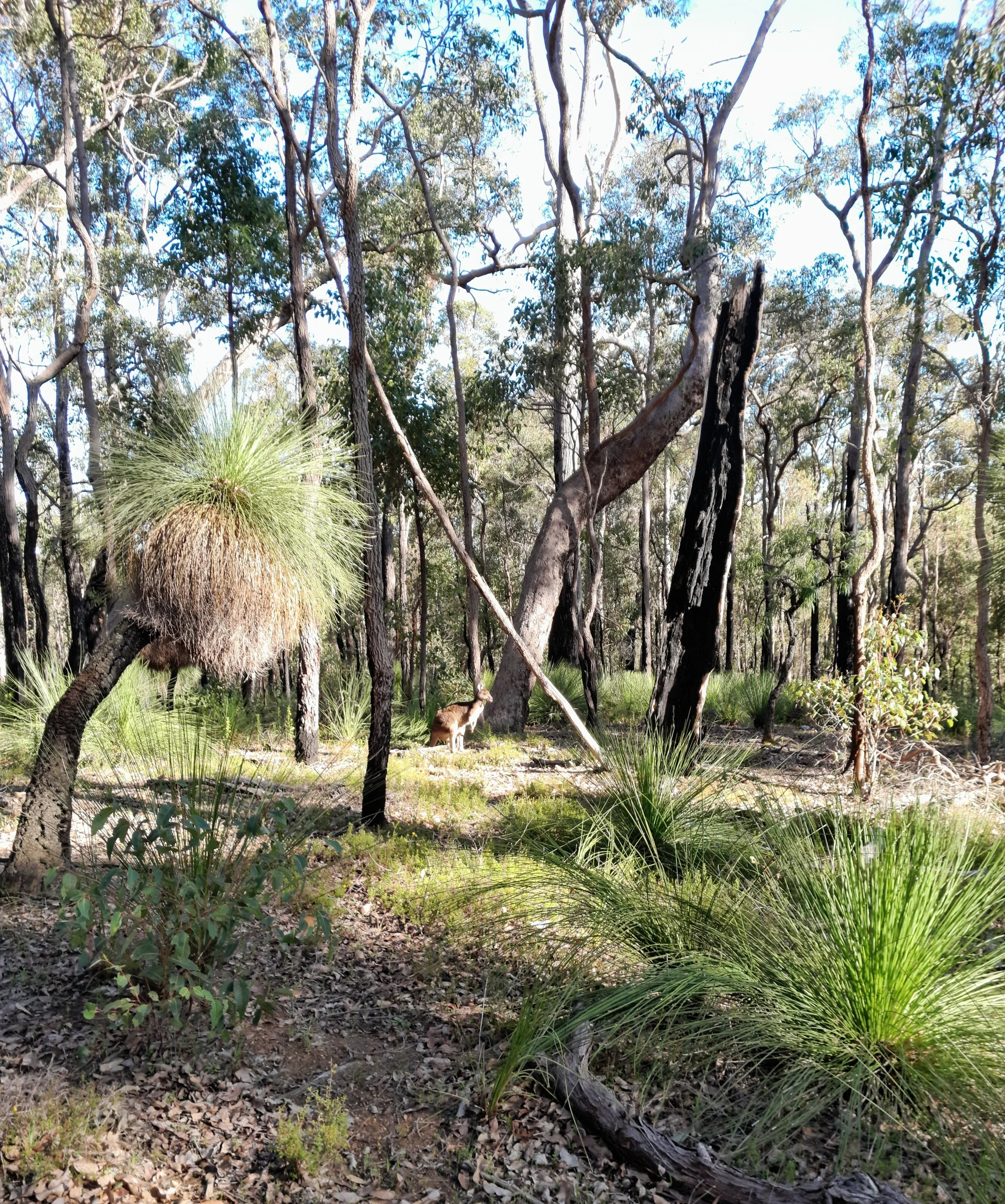  WITTS END SOUTH - BUSHLAND KANGAROO 