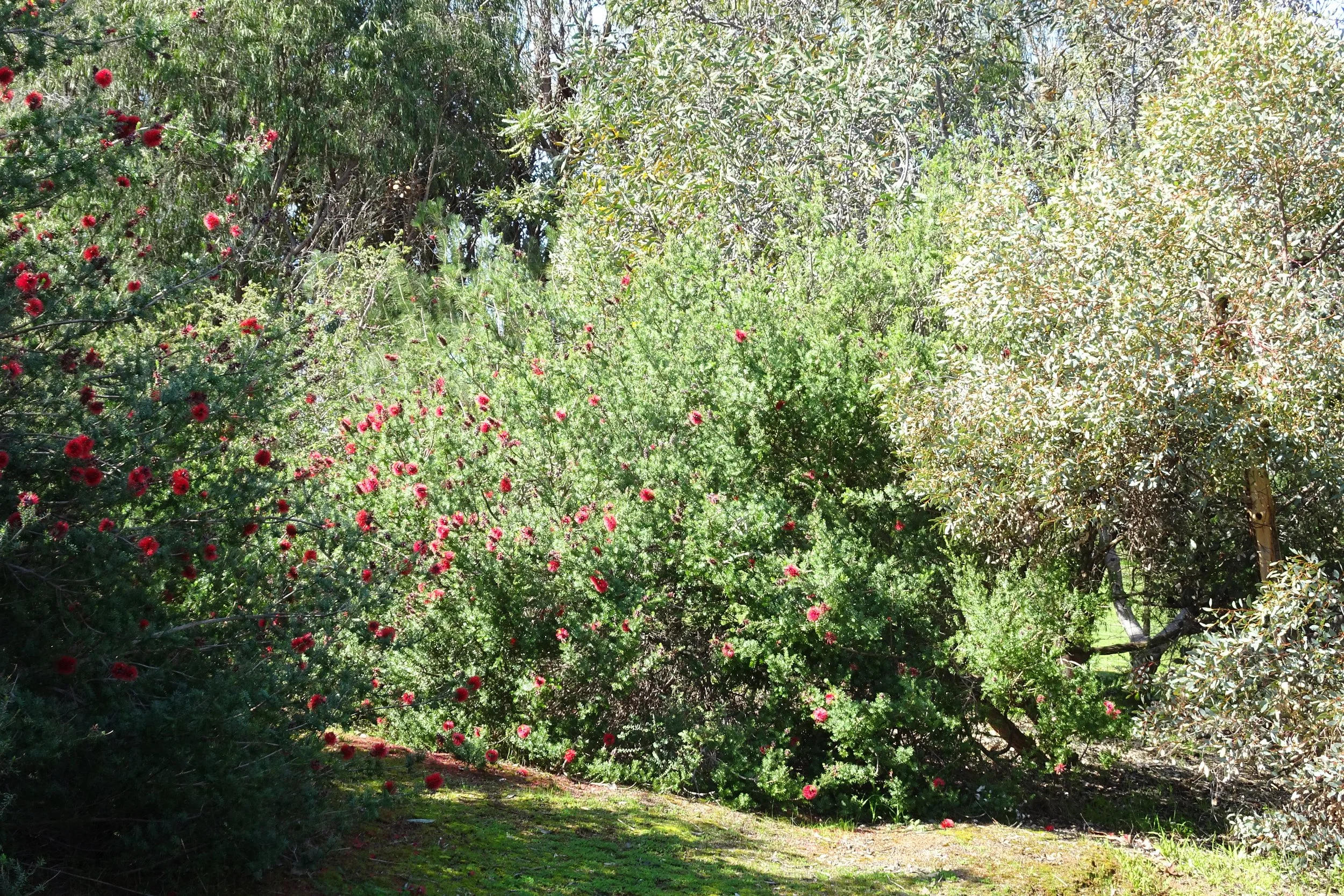  WITTS END SOUTH - GARDEN 