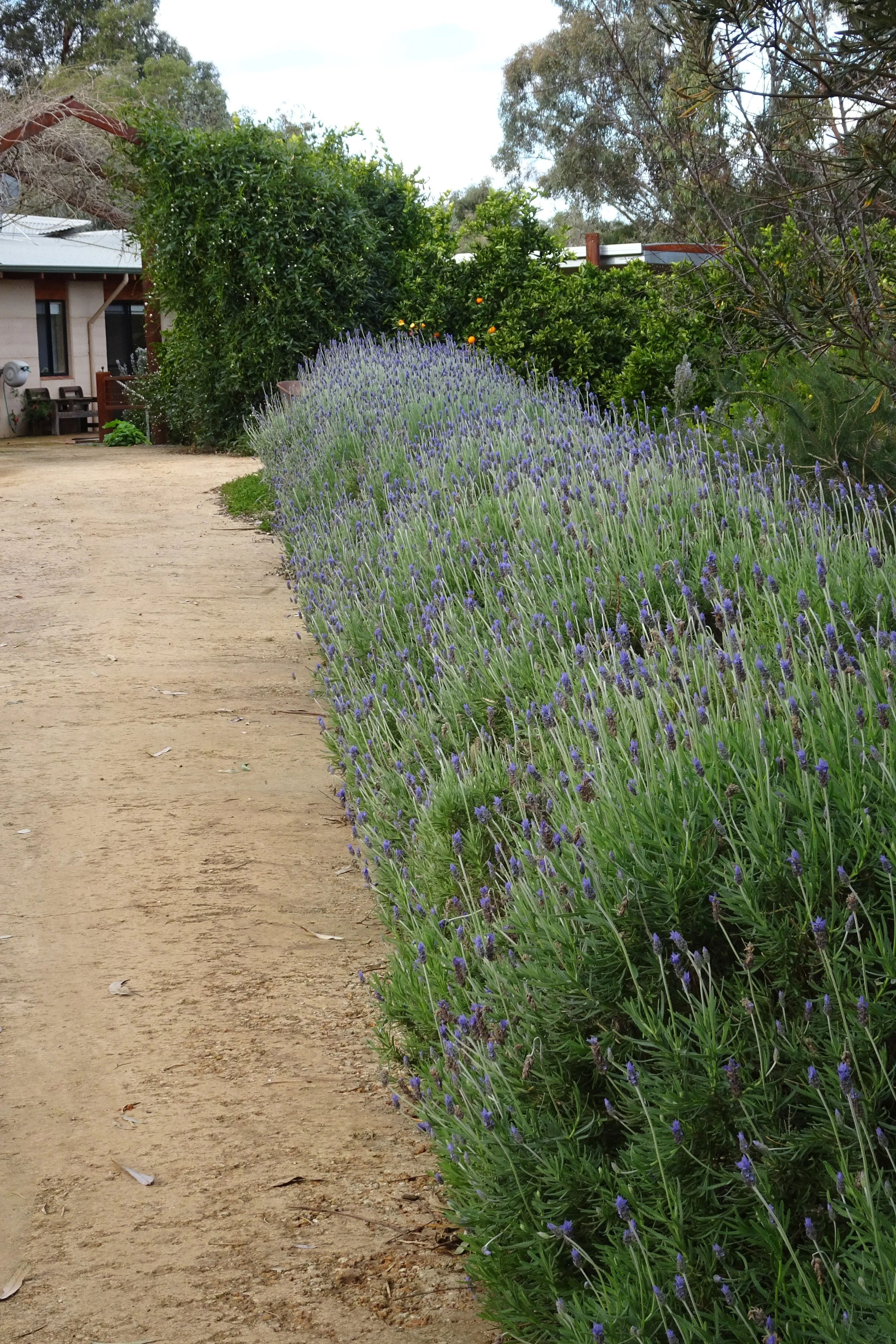  Witts End South - Driveway 