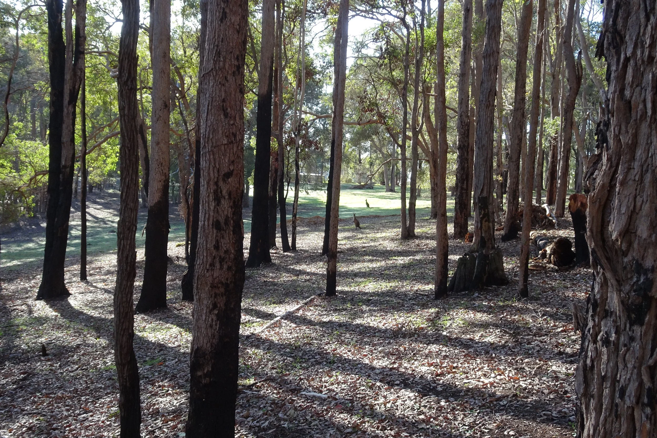  WITTS END SOUTH - SURROUNDS 