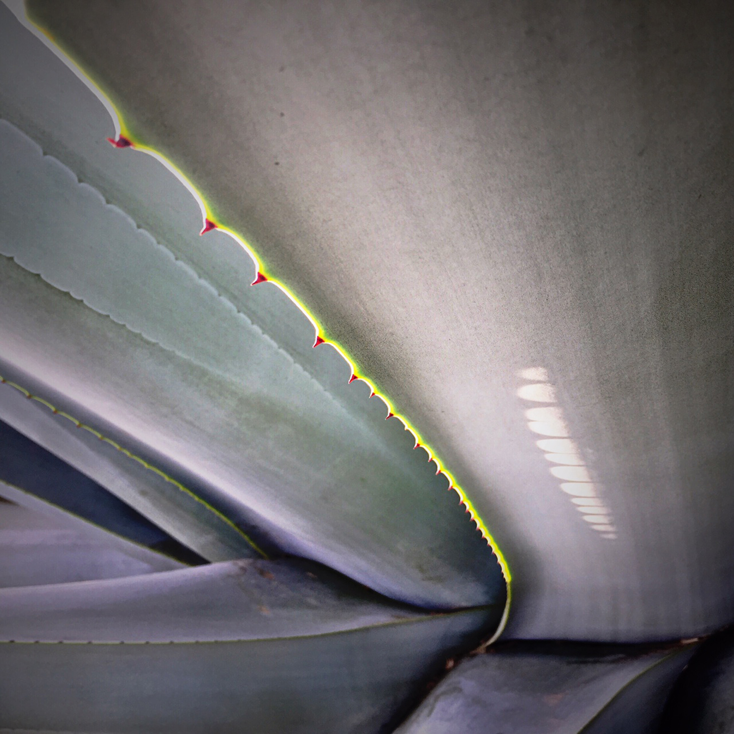 agave-interior-reflection-web.jpg