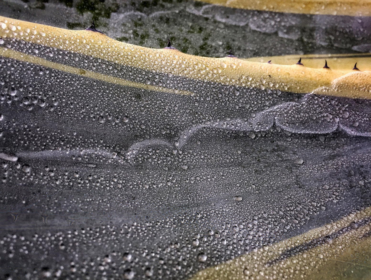 raindrops-agave-web.jpg