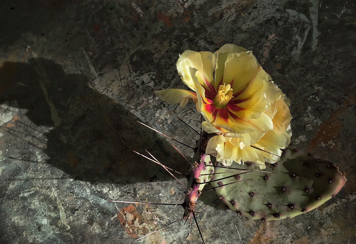 cactus-flower-table-web.jpg