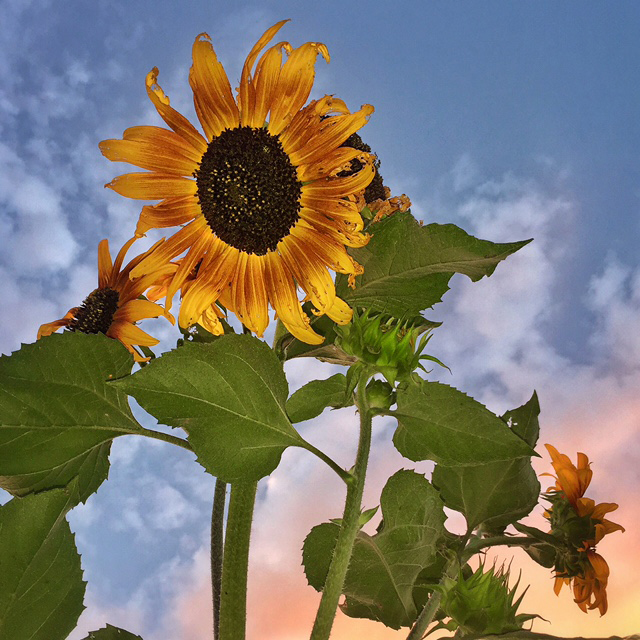 sunflowers-hero-light-web.jpg