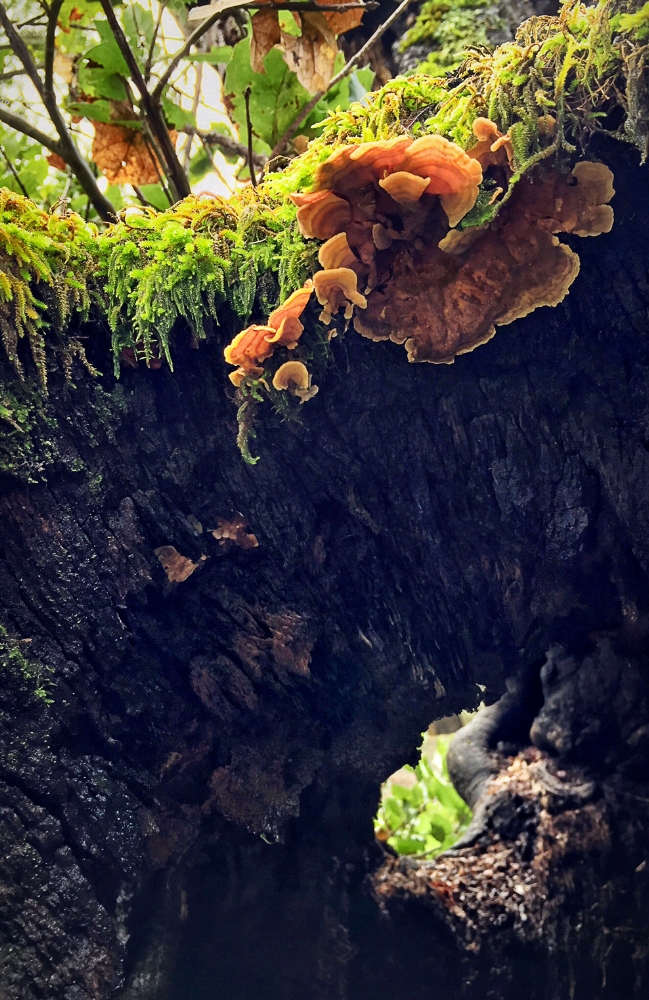 fungus-oak-tree.jpg