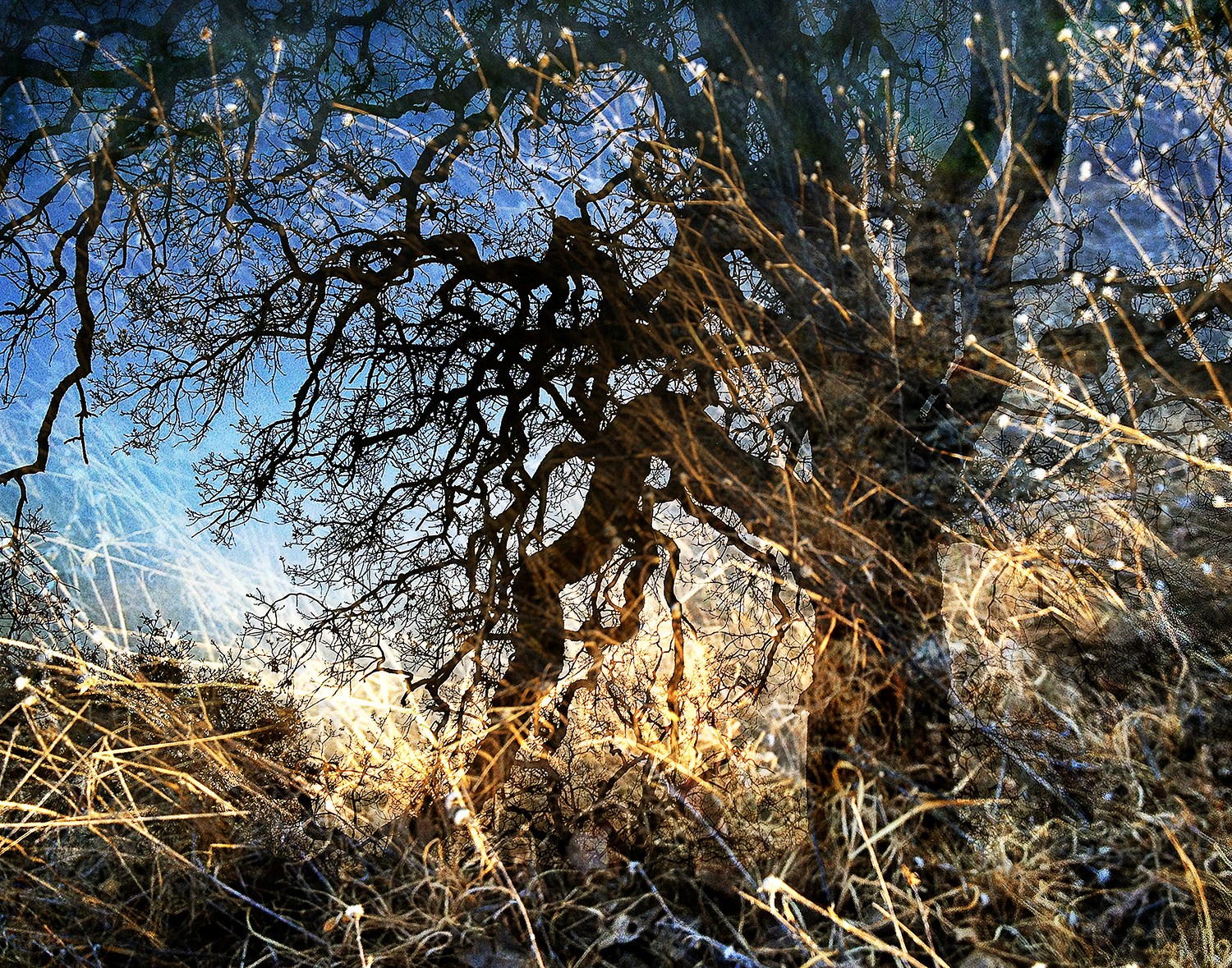 oak-grasses-hamilton-web.jpg