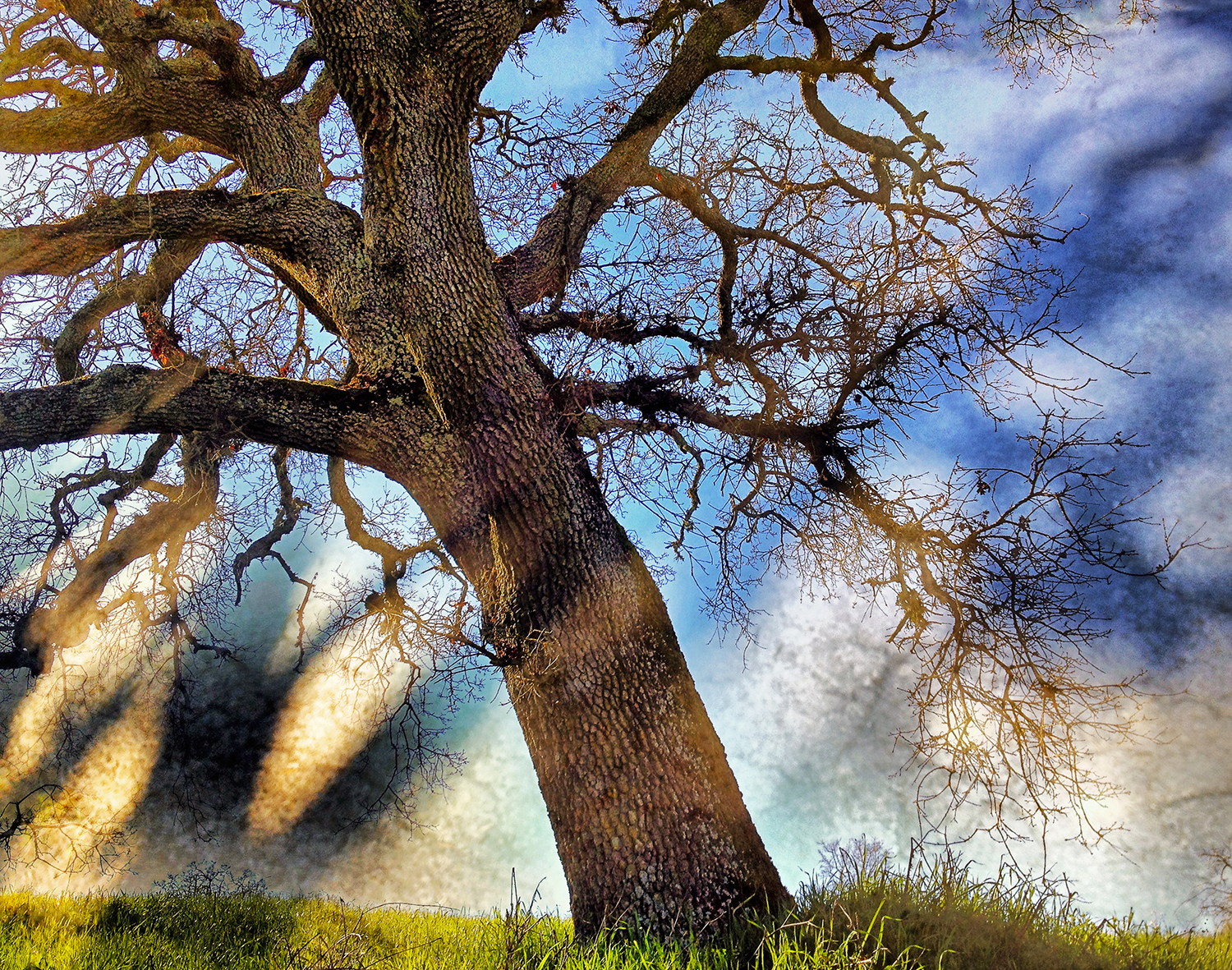 oaktree-hamilton-3.jpg