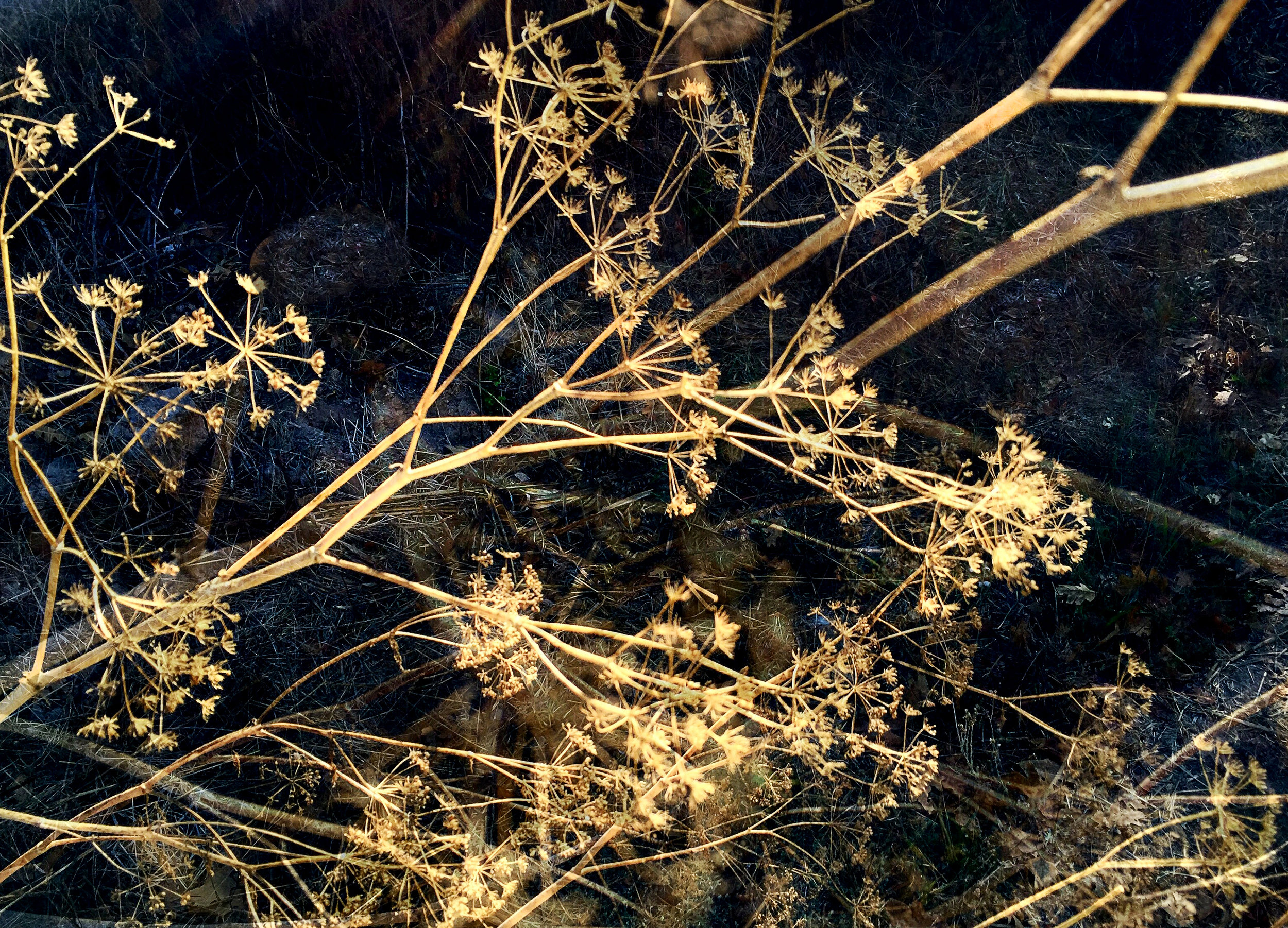 dried-stems-double-web.jpg