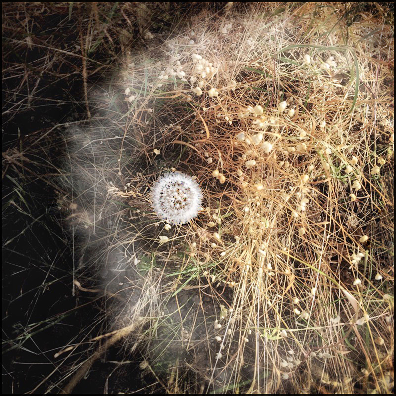 dandelion-circle-web.jpg