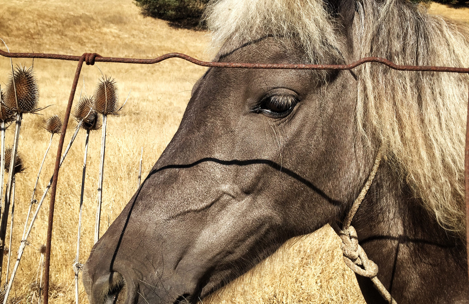 horsehead-browngray-lovall-web.jpg