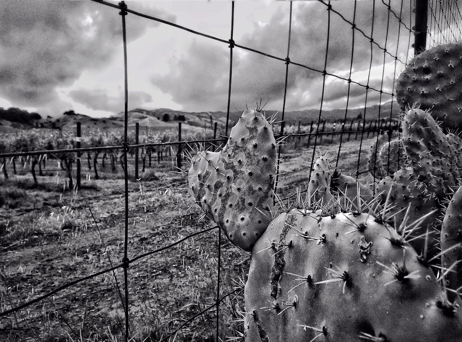 heart-cactus-bw-web.jpg