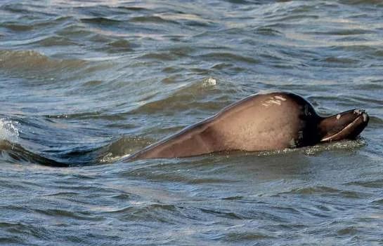 In January 2006 an 18ft northern bottle-nose whale swam into the River Thames. Thousands lined the banks of the Thames to watch the dramatic failed rescue attempt. It’s skeleton has since been on display 3 times at the Natural History Museum.