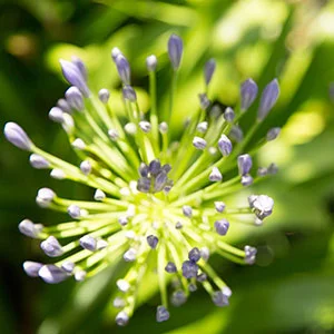 flower.jpg