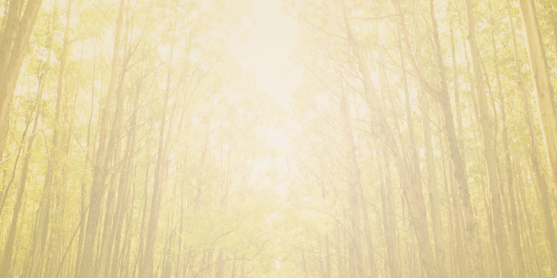 acupuncture-banner-trees.jpg