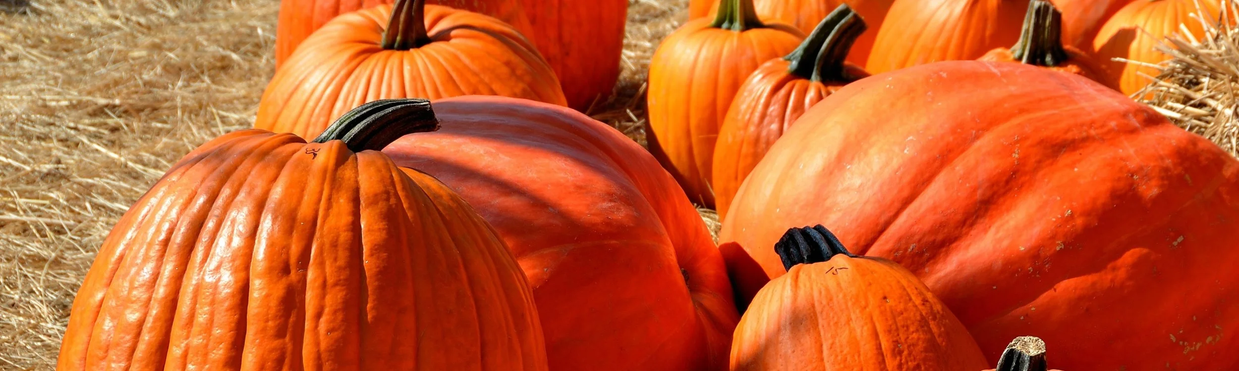pumpkins-halloween-autumn-halloween-pumpkin-160662.jpeg