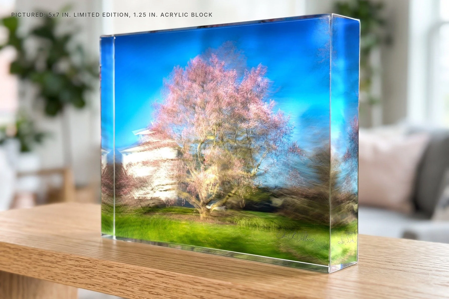 Giant Magnolia Queenston - 5x7 acrylic block.jpg
