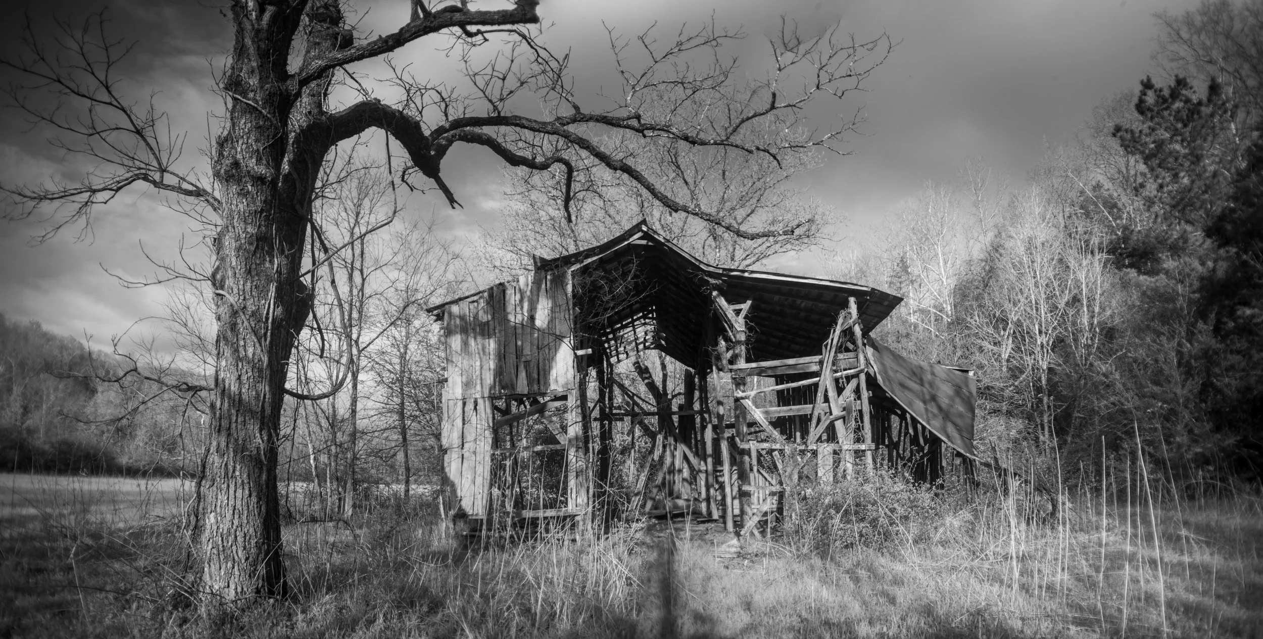 Panograph of an old barn beside a large tree at Little Marrowbone, Tennessee, black and white photograph from My Tennessee by Adam CK Vollick