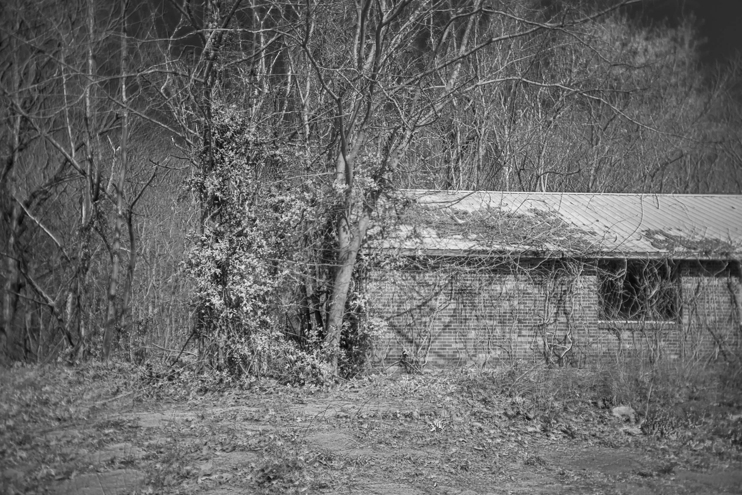 Vine-covered abandoned building near Bowker Road, Tennessee, black and white photograph from My Tennessee by Adam CK Vollick