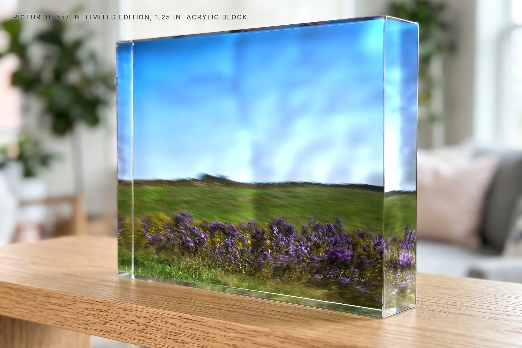 Purple Loosestrife - 5x7 acrylic block.jpg