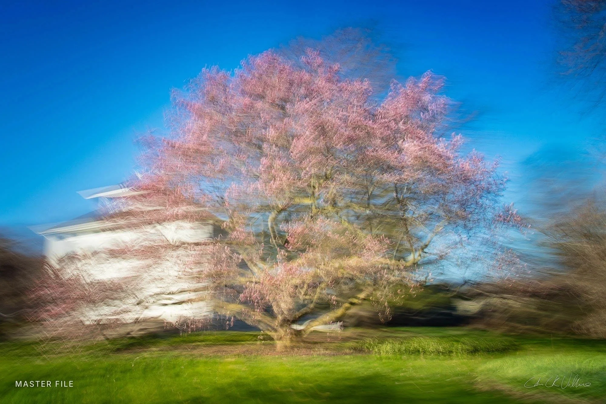 Giant Magnolia Queenston - Spacetime Painting by Adam CK Vollick.jpg