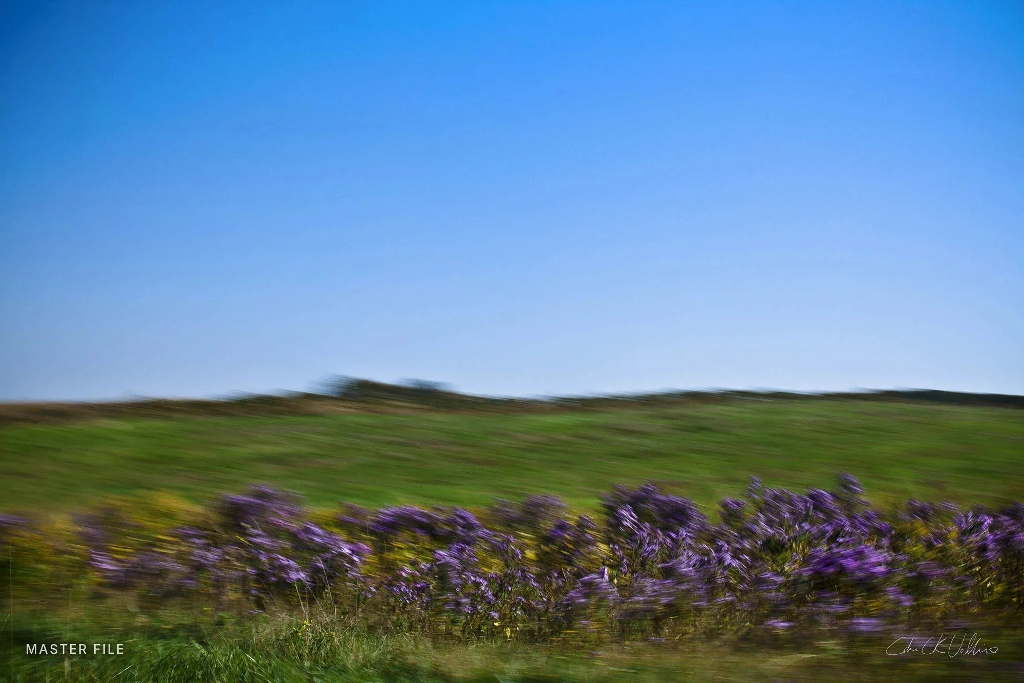 Purple Loosestrife - Spacetime Painting by Adam CK Vollick.jpg