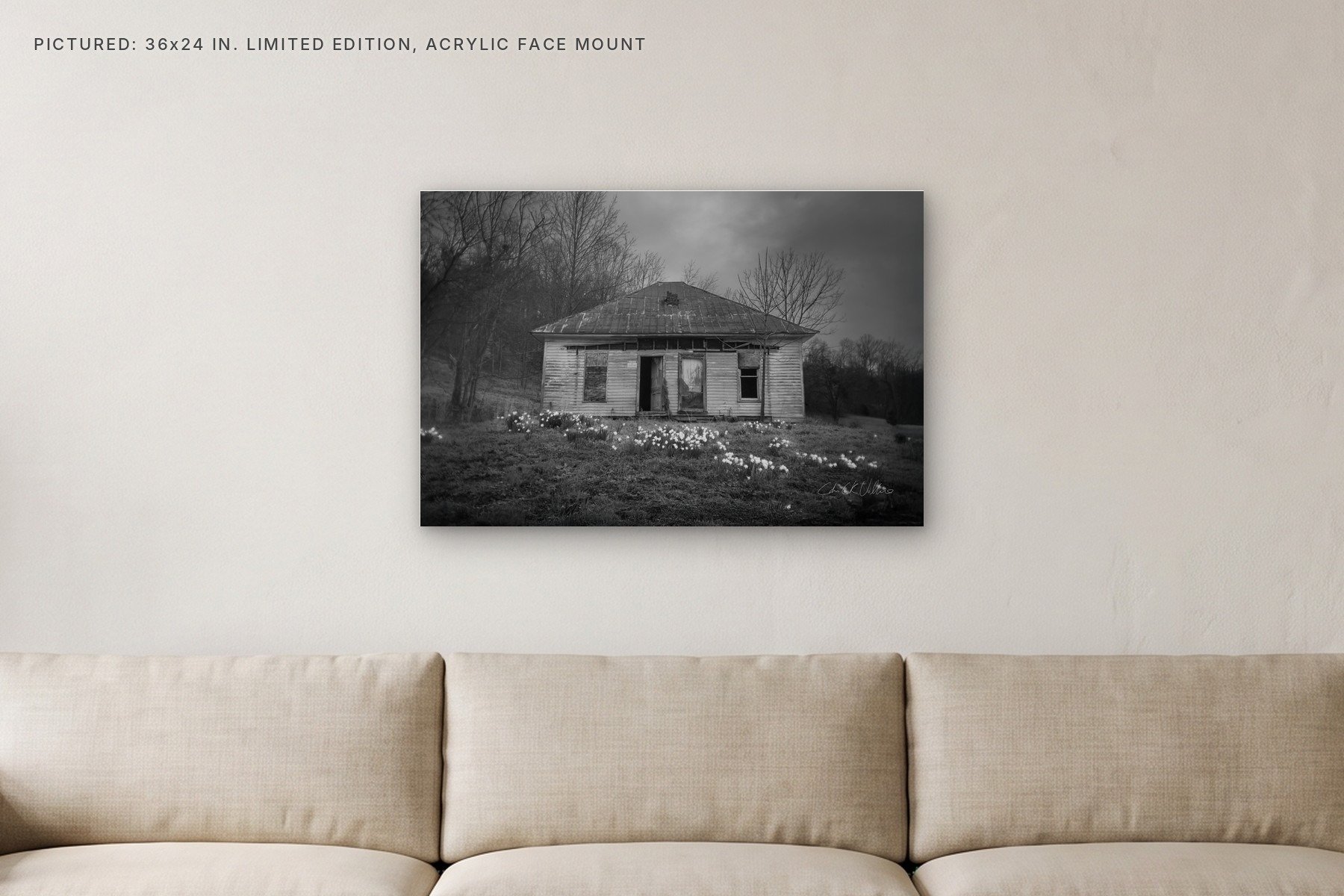 Homestead at Mound Bottom Daffodils - 36x24 acrylic face mount in a living room.jpg