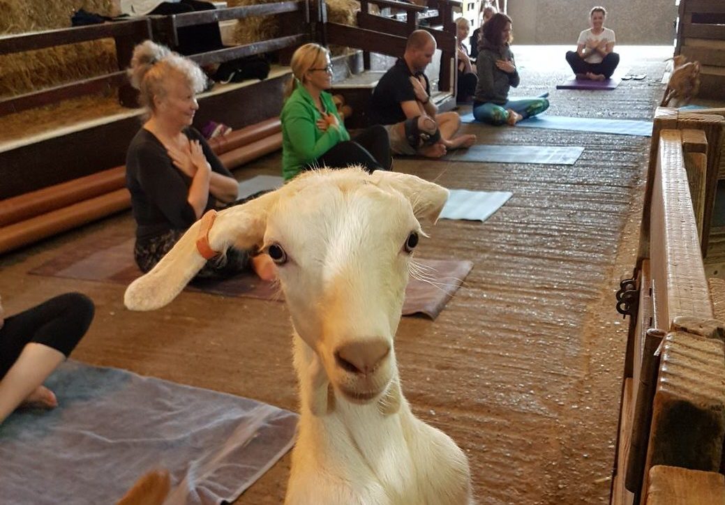 Goat-yoga_Crop-to-landcsape-for-CLASS-and-ADULT-EVENT-pages-e1518962169764.jpg