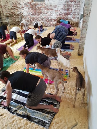 goat-yoga-sessions-at.jpg