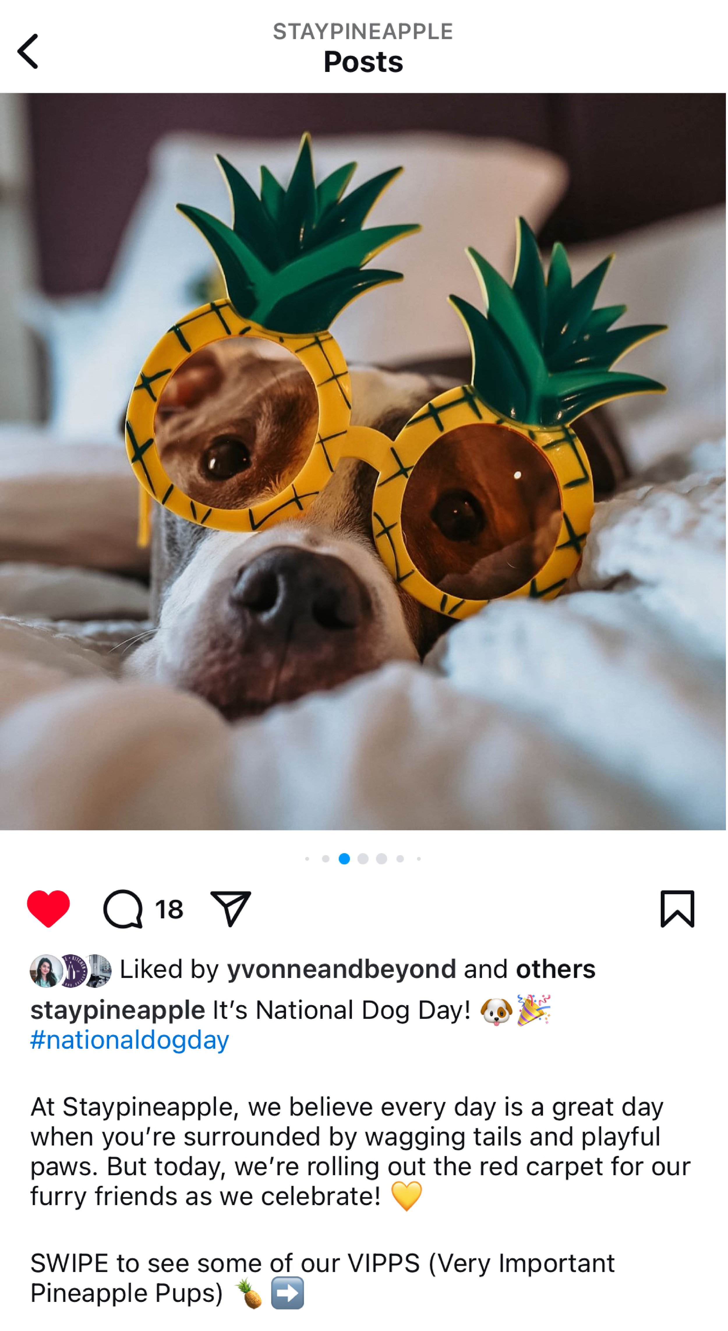 International Dog Day-Portfolio Images_Website-4-Social.jpg