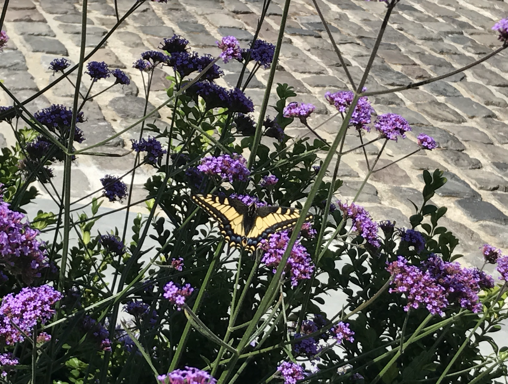 Screen Shot 2021-04-20 at 8.09.29 PM.png