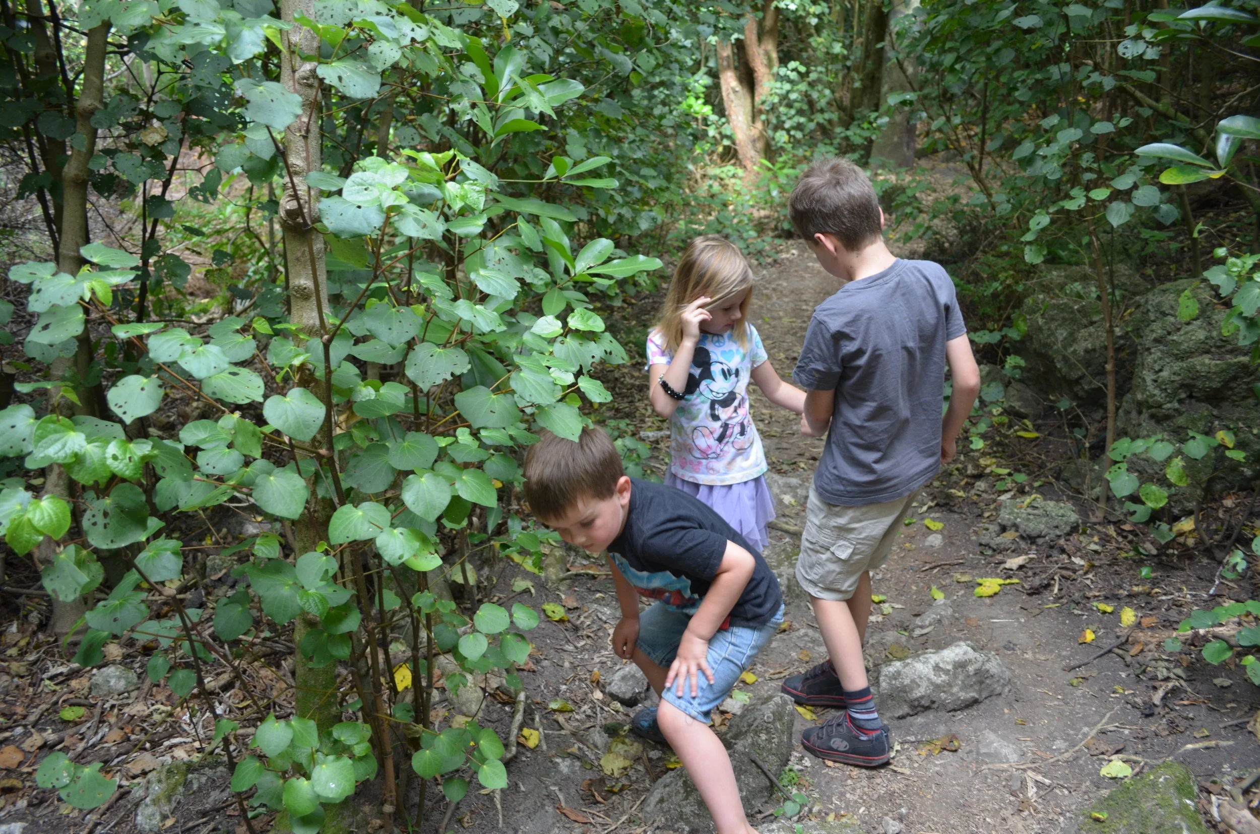 Looking for bugs in the ngahere.
