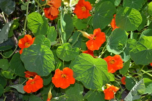 Nasturtiums have a lovely peppery taste and are high in Vitamin C