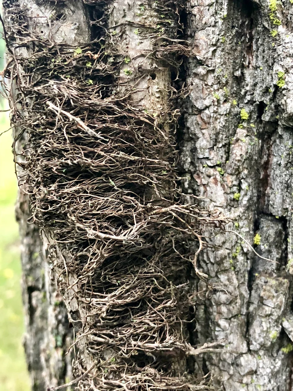 hairytree.jpg