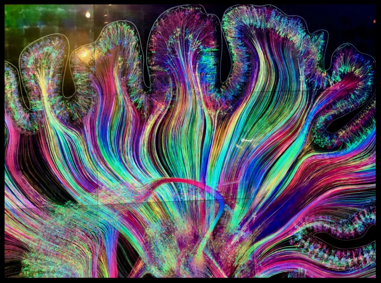“Self-Reflected” by Greg Dunn. Part of the Your Brain exhibit at the Franklin Institute in Philadelphia, Pennsylvania.