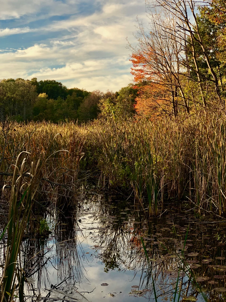 marsh.jpg