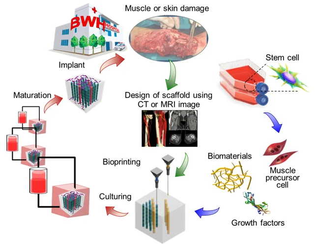 Manufacturing biomimetic scaffolds.jpg