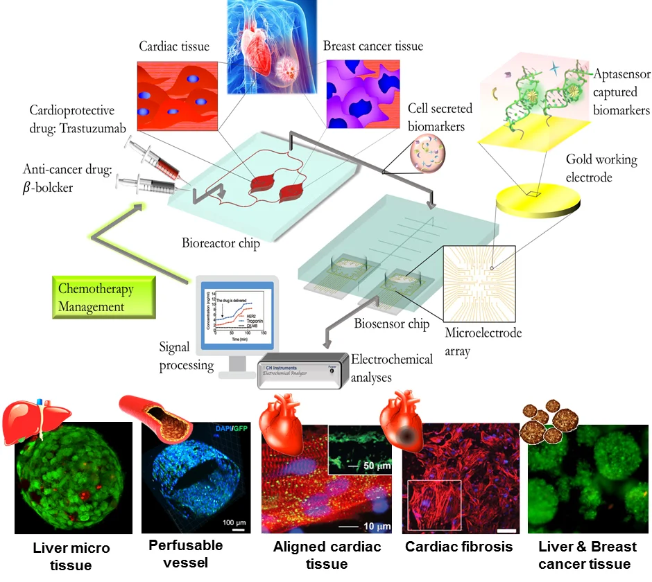Organ on a chip.jpg