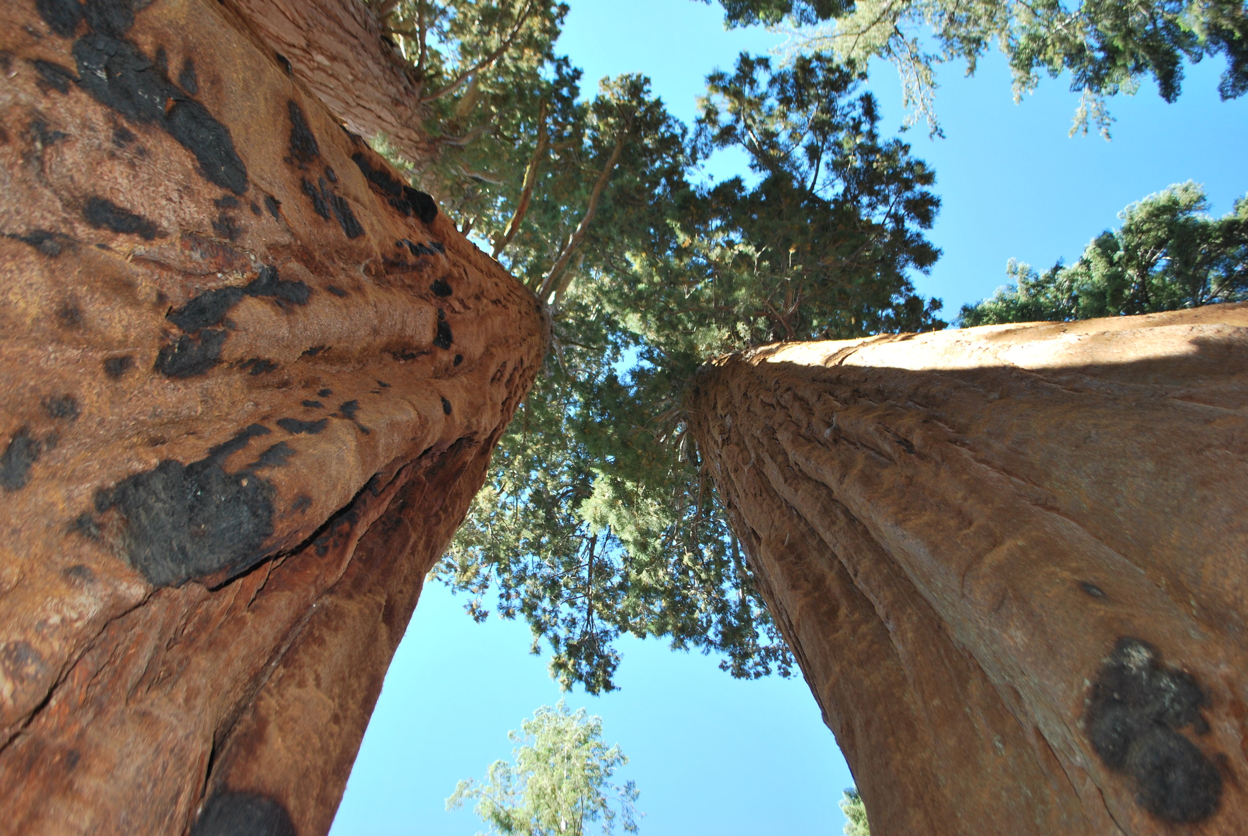 sequoia.JPG