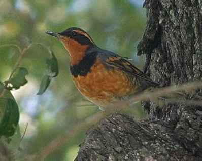 Species: Varied Thrush Photo Credit: Martin Reid Date: November 8, 2004 Location: Avenue A, Brackenridge Park, San Antonio