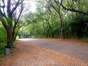 Brackenridge Park - Avenue A (Photo: Joan Lasswell)