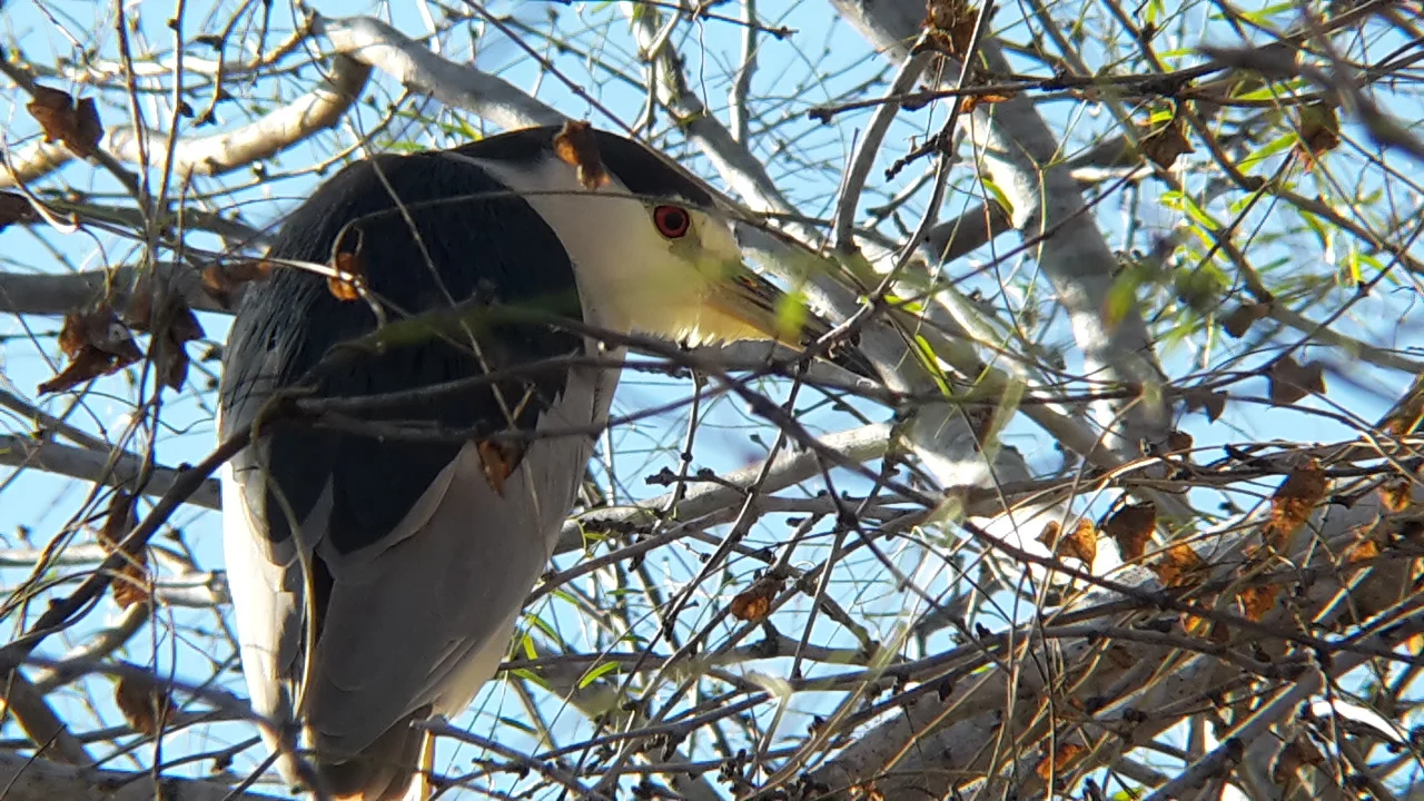Black-crowned Night-Heron at Calaveras Lake (Photo: Alyssia Church)