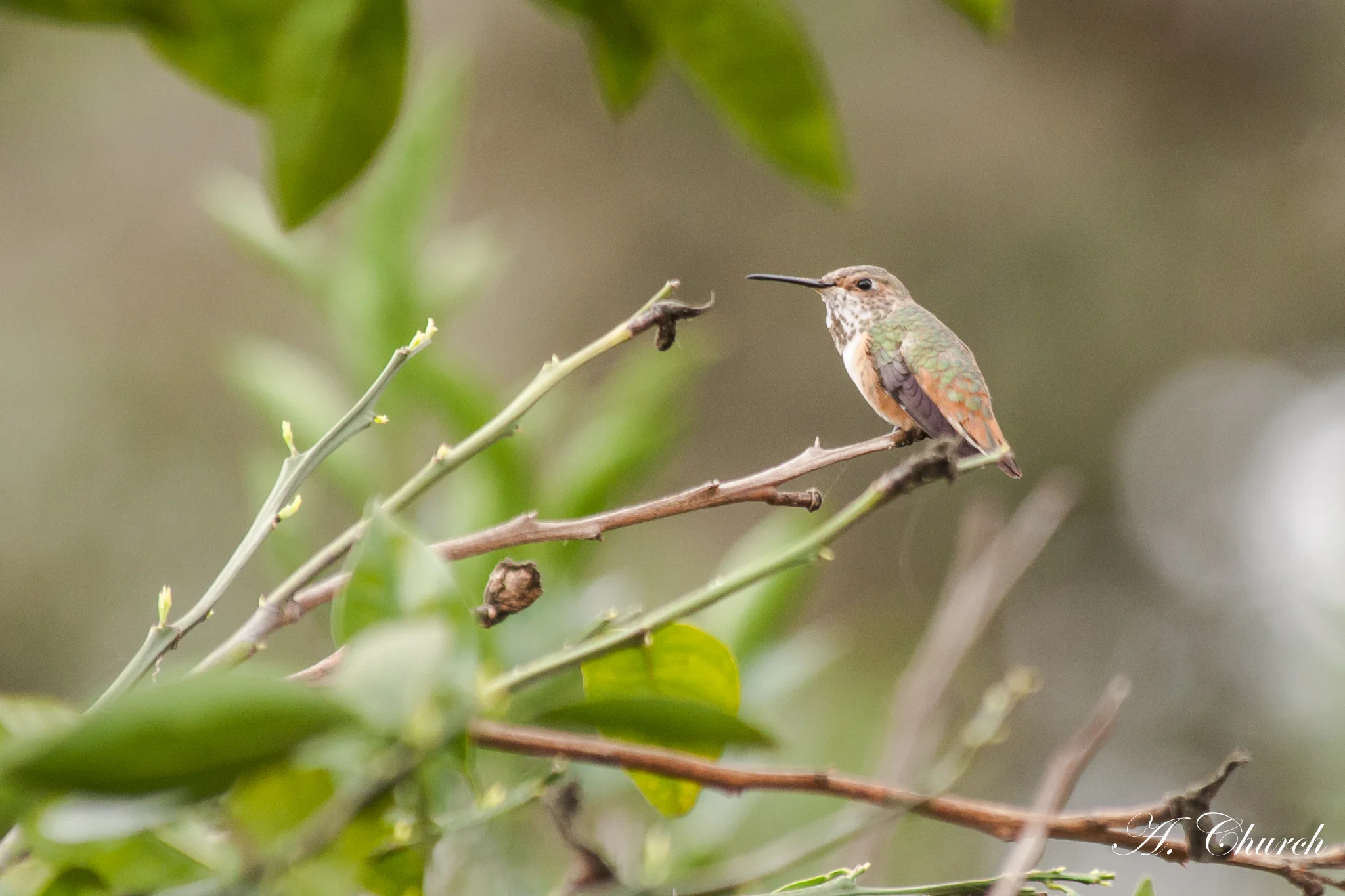 Rufous Hummingbird (Photo: Alyssia Church)