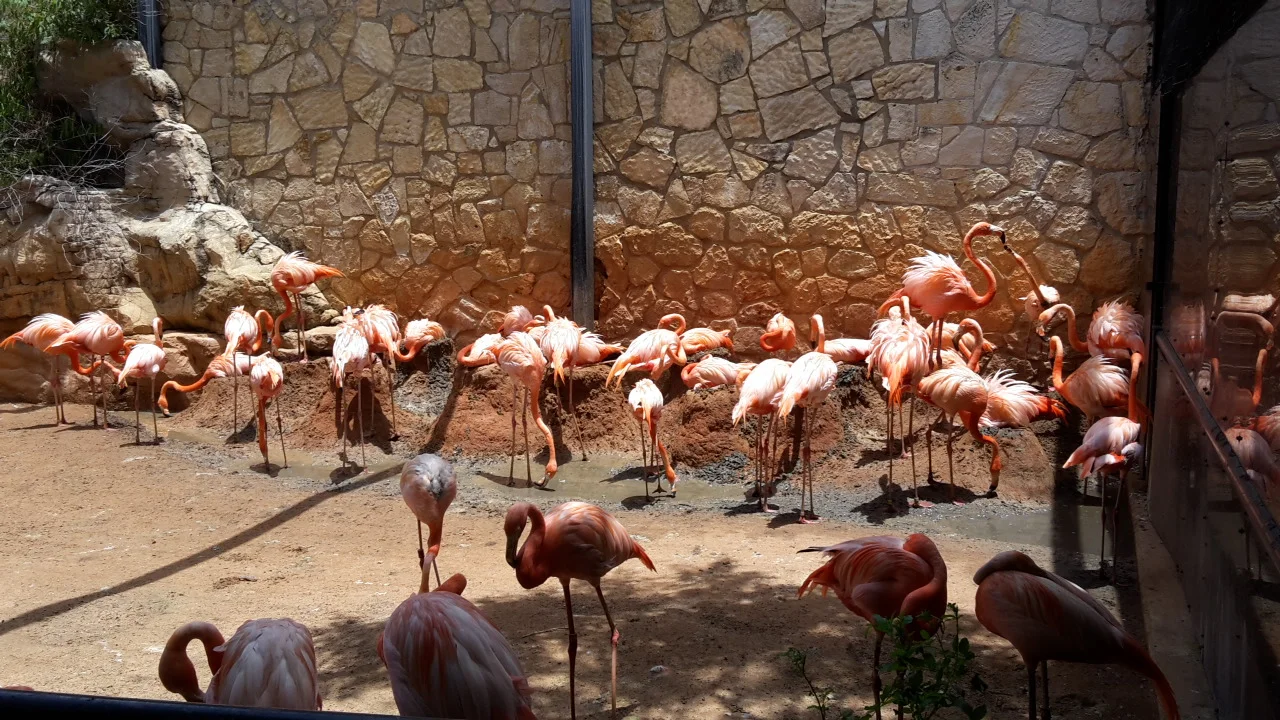 San Antonio Zoo has an excellent captive breeding population of Flamingos (Photo: Alyssia Church)