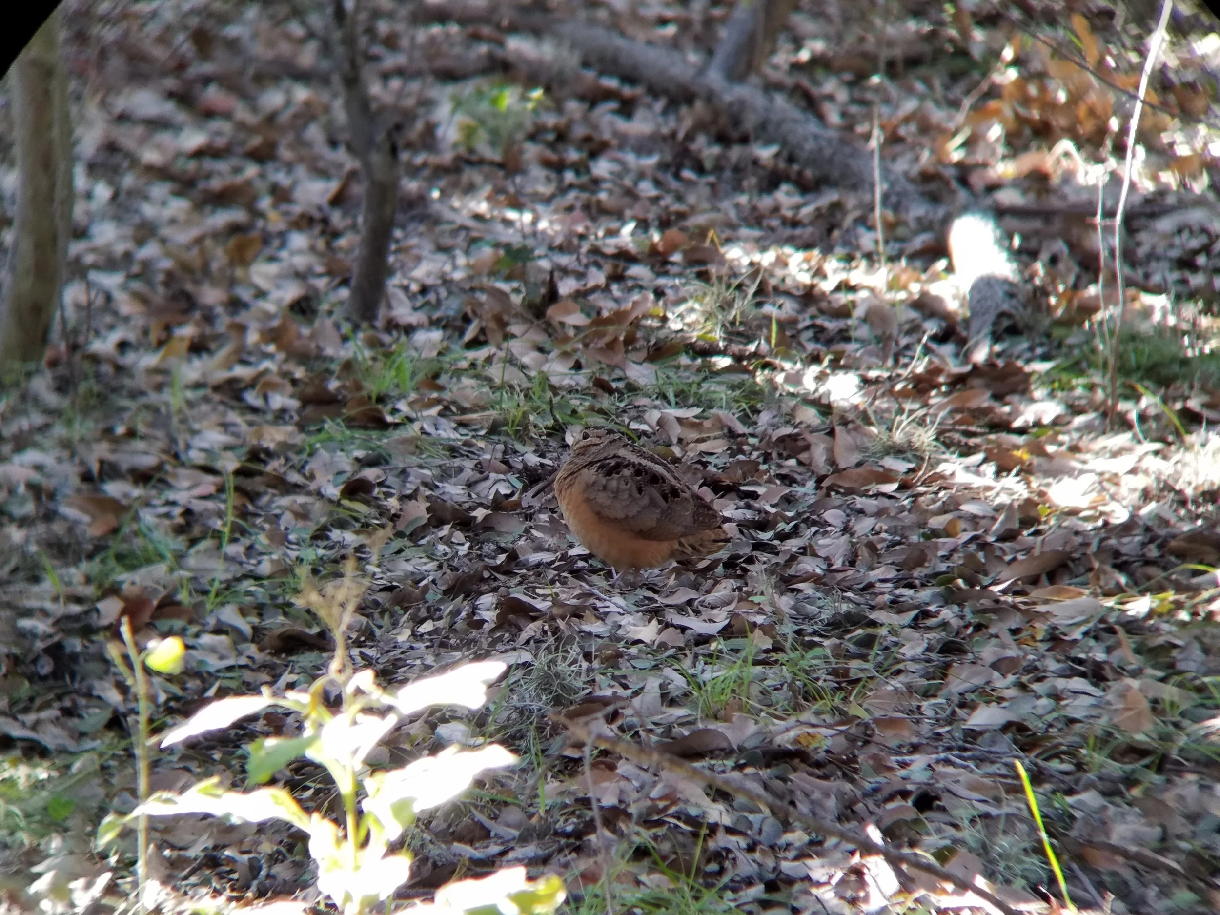 American Woodcock at Phil Hardberger Park (Photo: Alyssia Church)