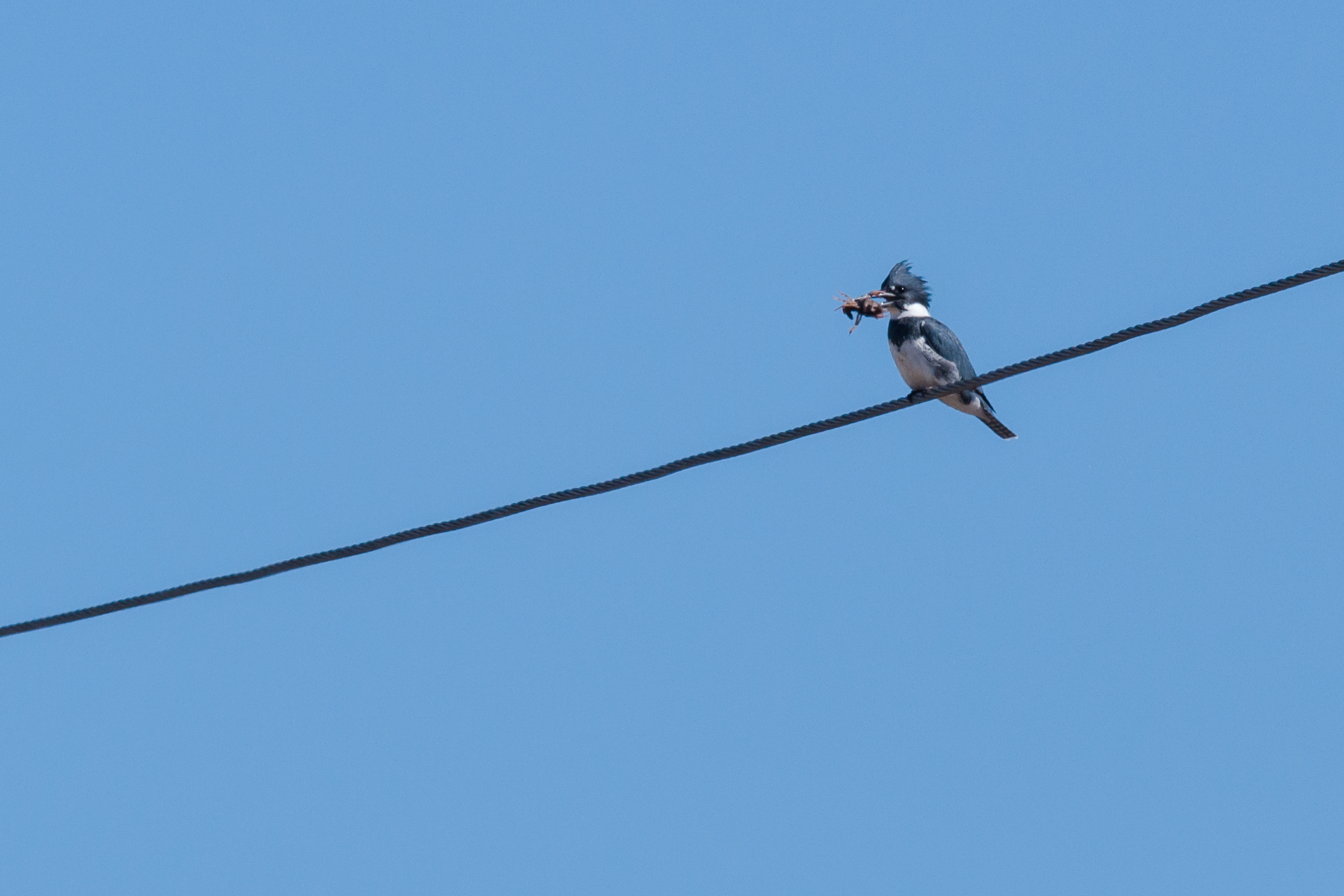Species: Belted Kingfisher Photo Credit: Alyssia Church Date: January 2017 Location: Bexar County